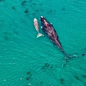 Southern Right whale and calf photo art print Willem-Petrus Pretorius