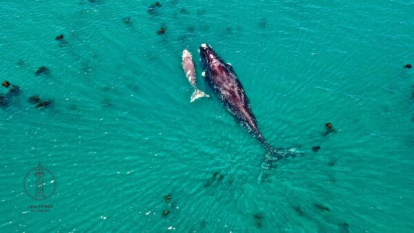 Southern Right whale and calf photo art print Willem-Petrus Pretorius
